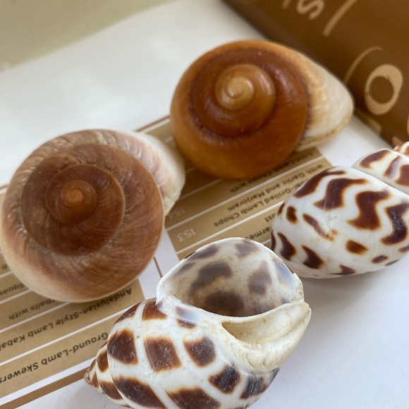 4 PCS Hermit Crab Shells Growth Seashell Large Conch Opening Size 0.8''-1.2'' fo - Picture 5 of 7